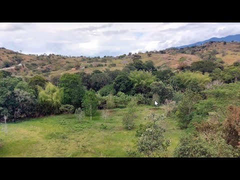 Finca Barata en Venta $21,350 con Casa Cultivo de Aguacate y Cacao