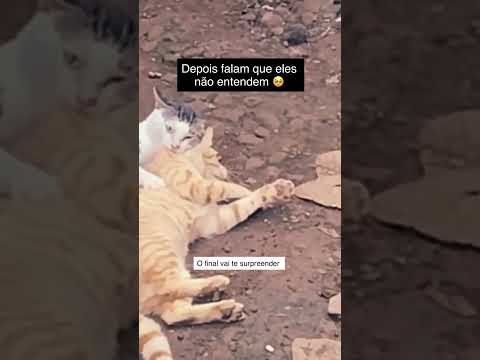 esse gatinho merece seu like e sua inscrição @mat_pugliesi #viral #gatinhos. Mateus Pugliesi