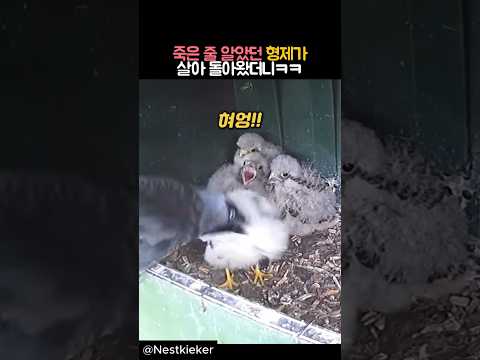 죽은 줄 알았던 형제가 살아 돌아왔더니 #동물 #까마귀 #황조롱이