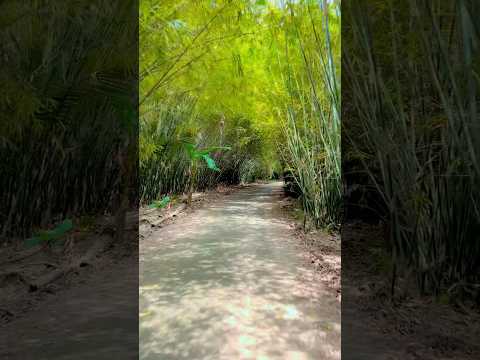 Con đường xưa em đi bà ba kéo dây chì #xuhuongyoutube #mientay