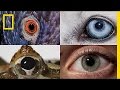 Evolution and Function of Eyes