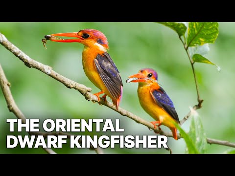 The Oriental Dwarf Kingfisher | Fascinating Documentary