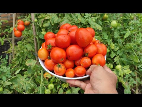 Panen buah tomat di pekarangan rumah 😍