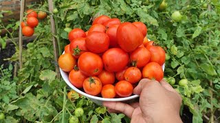 Panen buah tomat di pekarangan rumah 😍