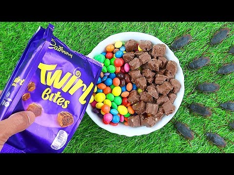 Full of Twirl with Cockroach and Nursery Rhymes The Alphabet Song for Babies Song
