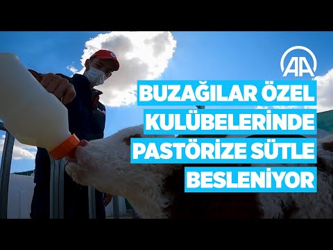 Bu buzağılar özel kulübelerinde pastörize sütle besleniyor