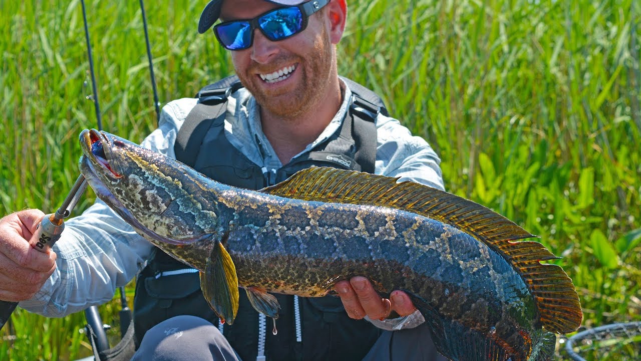 Fishing for Invasive Northern Snakehead (1 of 4) Field Trips Virginia
