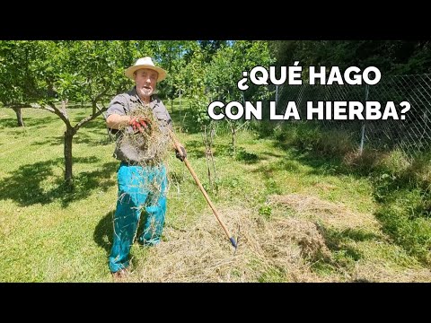 QUÉ HACER CON LA HIERBA SECA Y CÓMO EVITAR QUE SE PUDRA