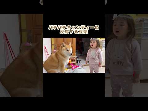 パチッて音に反応してるのが可愛い笑　#shorts#dog#shibainu#柴犬