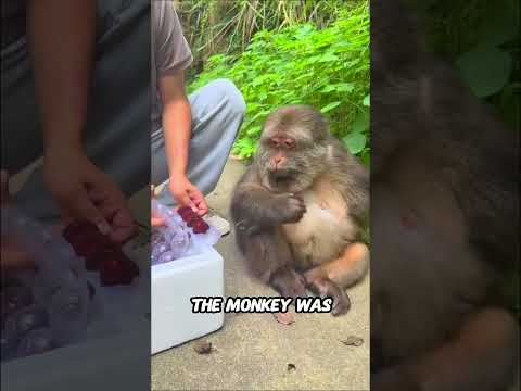 Monkey Tries His Favorite Fruit🐵🍒