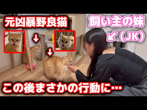新居にJK妹が遊びにきたら元野良猫4匹がまさかの…