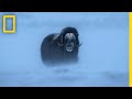 Survival in the Arctic: The Muskox