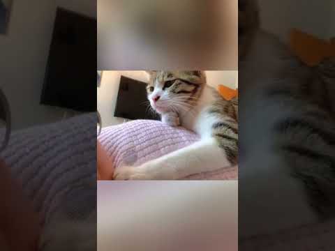 Clingy cat