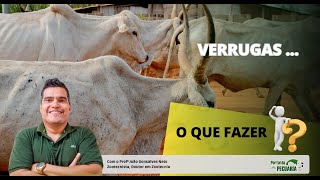 Verrugas em bovinos. O que fazer?