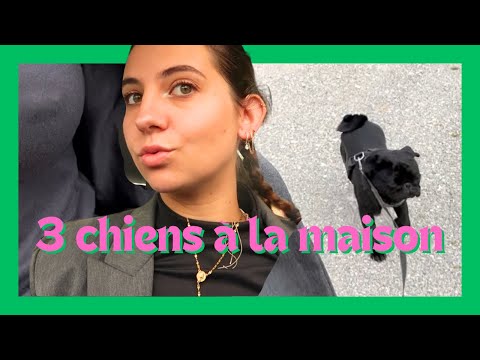 J’ai 3 chiens ? / vlog 🐶