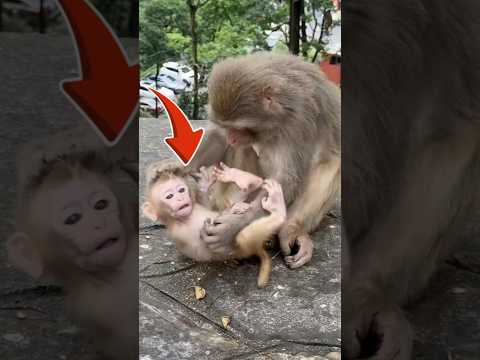 Heartbreaking: Mother Monkey Rejects Baby - One Man's Touching Rescue