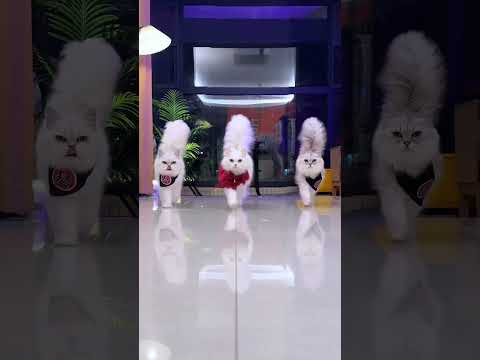 When fashion chooses the cat, not the other way ar #cat #catsoftiktok  #cute