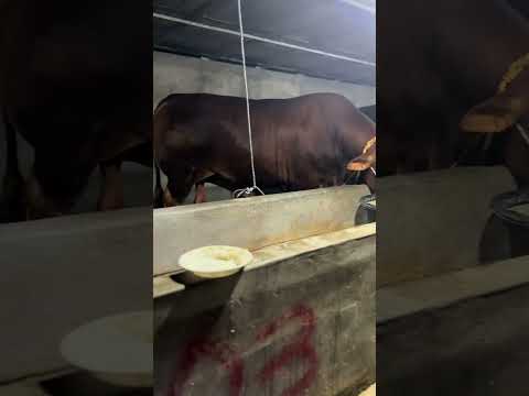 #avlikol#simmental#buqaboqish#molbozor#angus#chorvabozori#sigirboqish#qoyboqish#mollar#andijon#baki