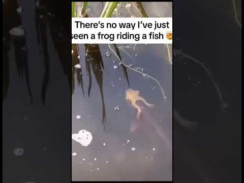 Funny Animals part13  #cute #funny #funnyvideo #animals