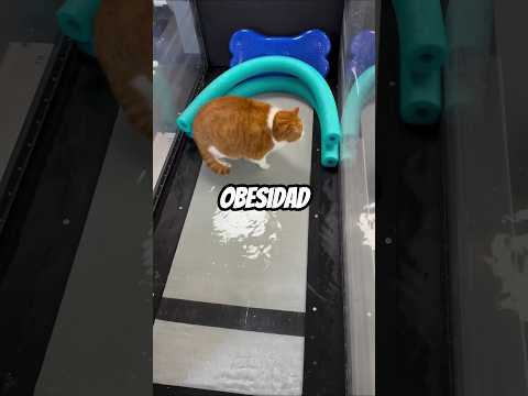 ESTE GATITO LUCHA CONTRA LA OBESIDAD Y ASÍ LO AYUDARON🐱💪 #shorts