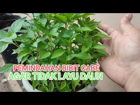 Cara pemindahan bibit cabe agar tidak layu daun nya!