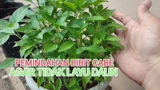 Cara pemindahan bibit cabe agar tidak layu daun nya!