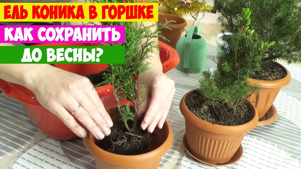 Новогодняя Ель Коника в горшке! Как пересадить и ухаживать? Как сохранить до весны и высадить в сад?