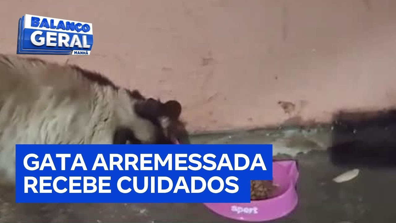 Gata arremessada por homem em ato cruel recebe cuidados em Ribeirão Preto SP
