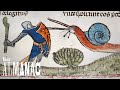 Snail Imagery in Medieval Manuscripts