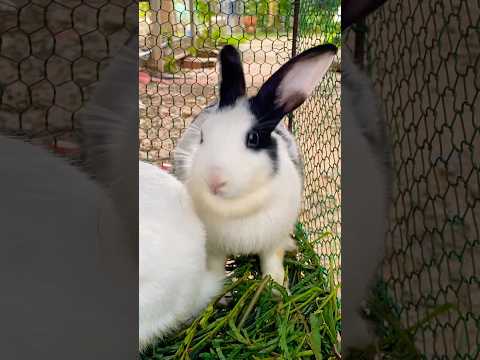 #cute #yummy #rabbit #rabbits #lovely #love #shortvideo #short #shorts #top #funny #shortvideo #top