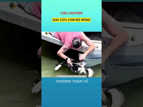 câu chuyện giải cứu con bồ nông #shorts