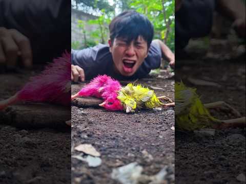 The world and all its contents cried when they saw these two chicks #chickensong #chicks