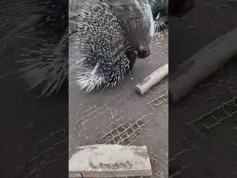 Um sketchy mobile pin cushions. #porcupine #africancrested #pincushion #danger #ouch
