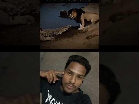 #lion #motivation #lion attitude😡😡😡🤬