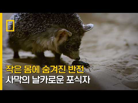작은 몸에 숨겨진 반전 사막의 날카로운 포식자