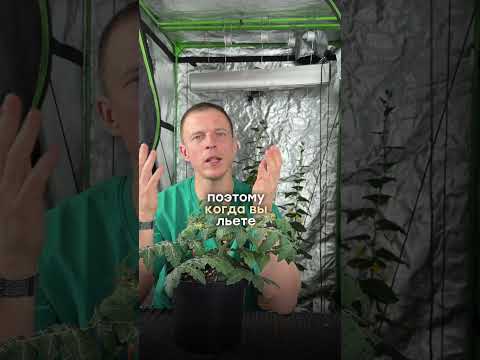 Йод и зелёнка для растений: почему это вред, а не польза #огород #урожай #почва