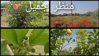 ماشاء الله منورين في فصل الربيع 