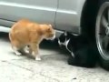 背叛女友的貓 中文翻譯版Cat Betrayed his Girlfriend