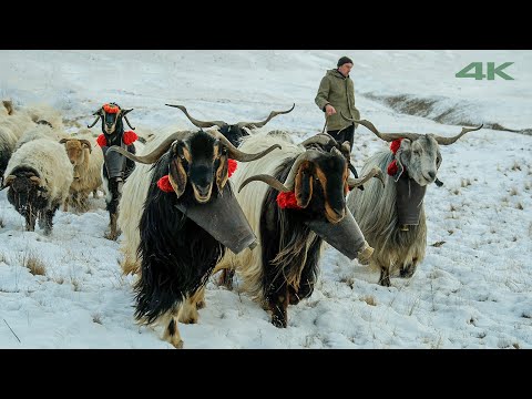 Beyazdan Yeşile Yolculuk | Belgesel Film