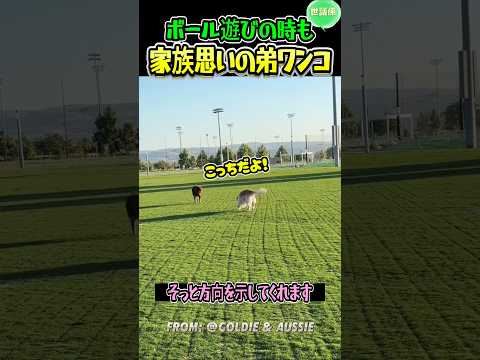 目に見える思いやりのワンコ