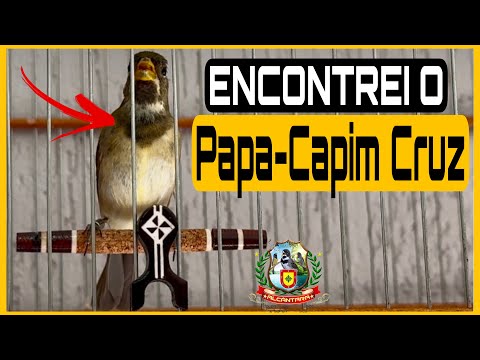 AGORA ENCONTREI O PAPA-CAPIM CRUZ AINDA PARDO