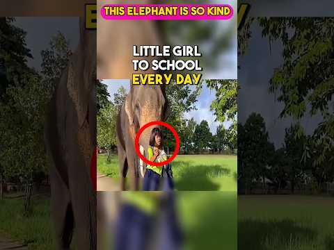 Elephant takes a little girl to school everyday in Thailand ❤️ #shorts