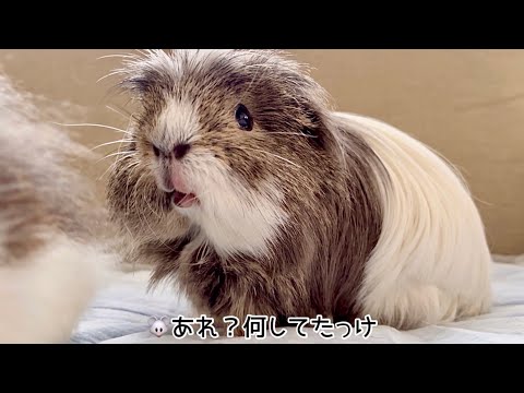 毎日忙しいモルモット　Busy guinea pigs every day