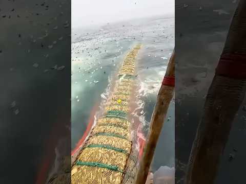 Fishing 🎣 #fishing #facts #trending #viral #shortsfeed #shortsviral #viralvideo #cartoon #funny