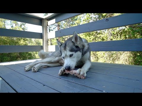 Husky PEACEFULLY eats raw Beef Rib with the beautiful sounds of nature (ASMR)