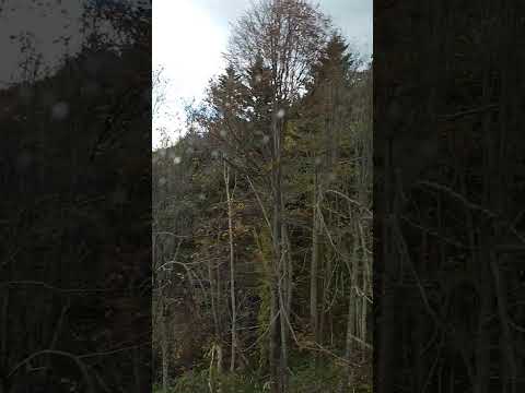 ゴンドラからの景色