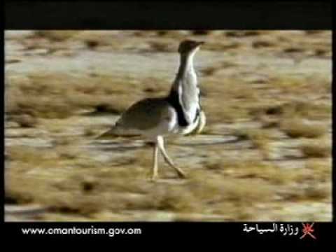 الطيور في عُمان