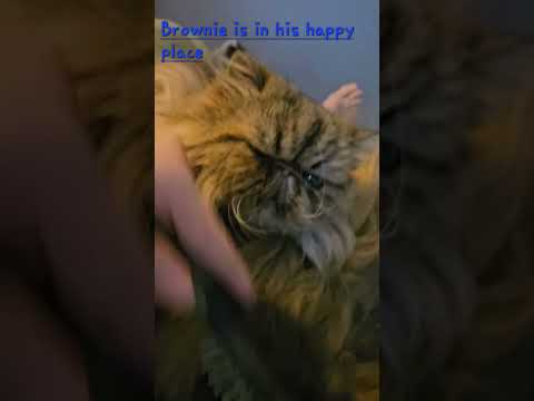 Brushing Brownie #cutecat #lifeisbutadream #longhaircat #browncat