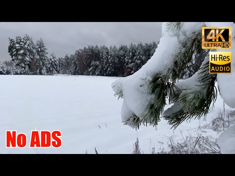 No ADS - A Soothing Walk Through the Winter Forest and Calm Piano Music - 3 Hours