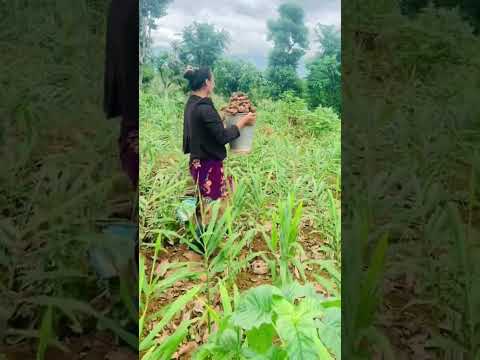 traditional life of my village#beautyofnepal #beautyofnepal #travel #goodlifenepal